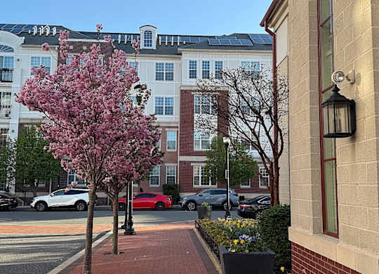 A tree with pink blossoms stands on a sidewalk in front of a building.