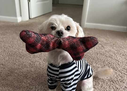 A small dog wearing a striped shirt holding a red and black plaid object.