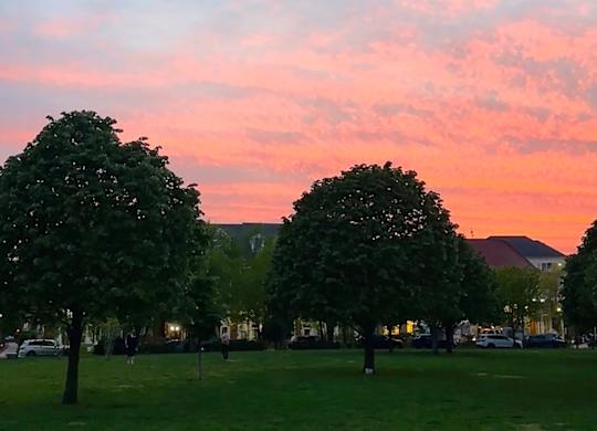 A park with trees and a pink sky at dusk.