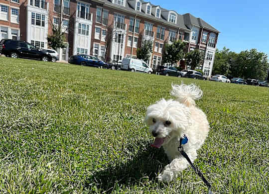 A small white dog is sitting on a leash in a grassy field.