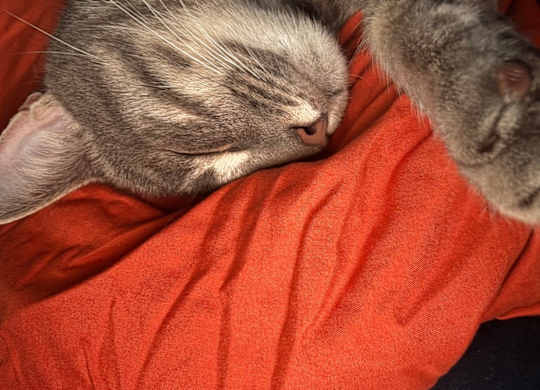 A cat is sleeping on an orange pillow.