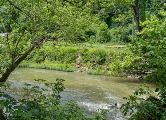 a river flowing through a forest next to a river at Skyloft, Asheville, NC