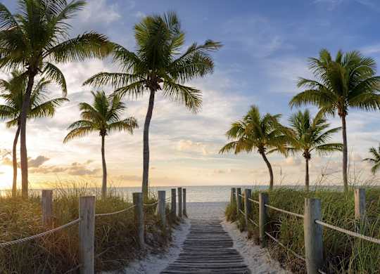 A wooden walkway leads through a grove of palm trees.