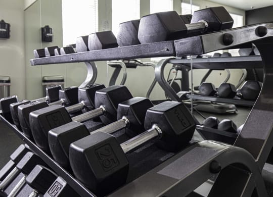 a row of dumbbells in a gym