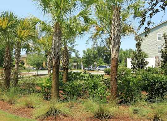 Lush Green Outdoors at Cross Creek Apartments, Beaufort