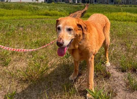 a dog on a leash in a field in front of an apartment building  at Timber Ridge, Forest Lake
