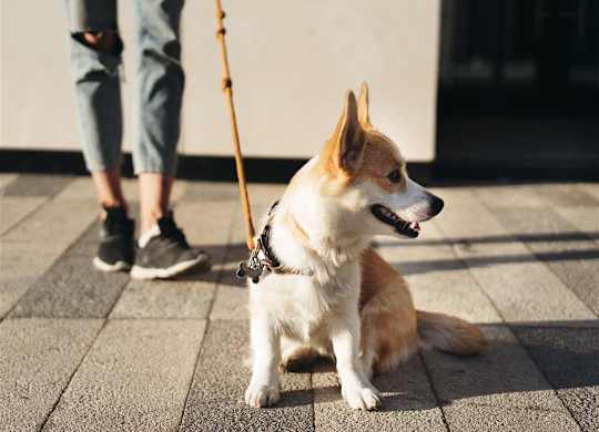 A small brown and white dog sits on a paved surface with a leash attached to its collar.
