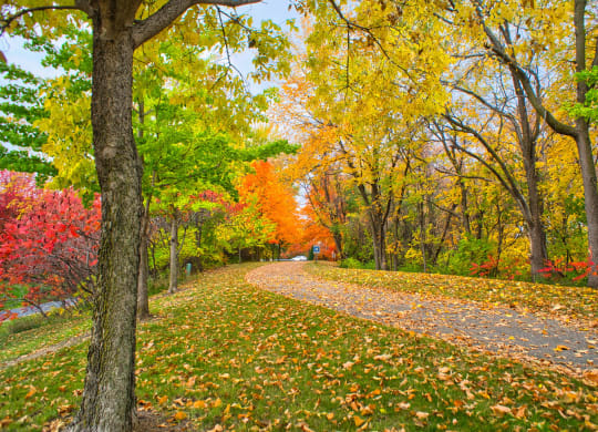 a path in a park with leaves on the ground