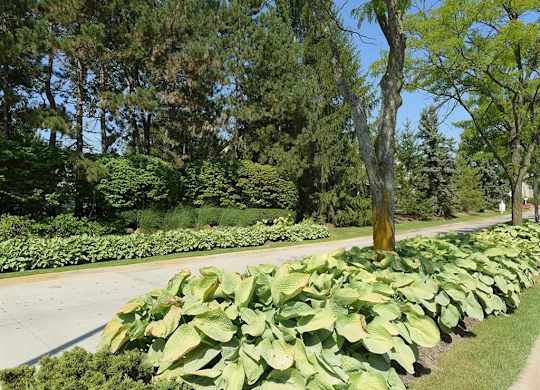 a large group of plants growing next to a road