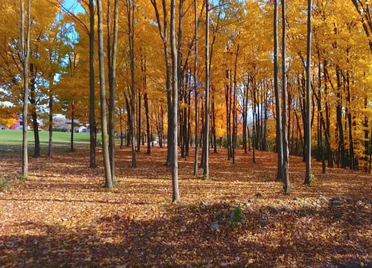 Beautiful Grounds