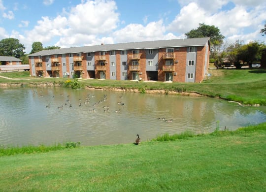 Duck Pond