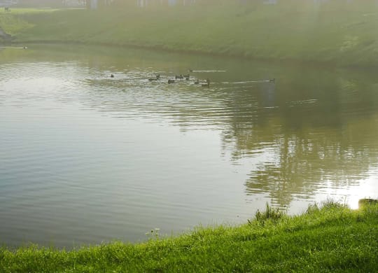 Duck Pond