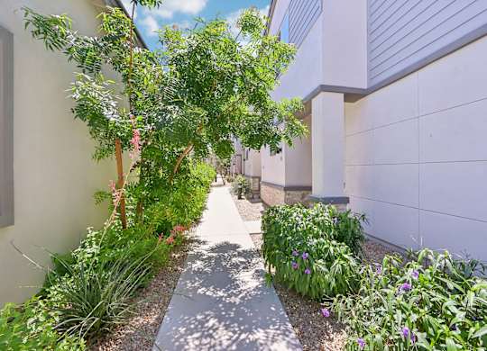 Baseline on 16th townhome pathway between two buildings with a variety of plants on either side.