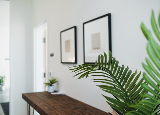 A long wooden table with a green plant in front of it.