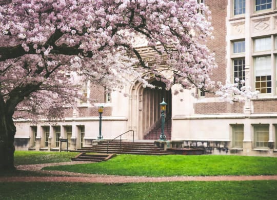 a tree with pink flowers in front of a building
