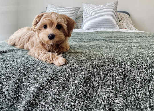 A dog is lying on a bed with a grey blanket.