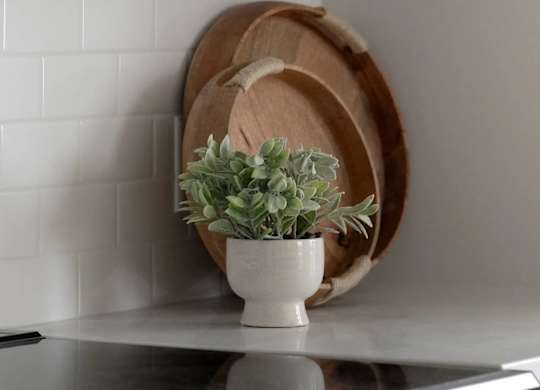 A plant in a white pot sits on a stove top.