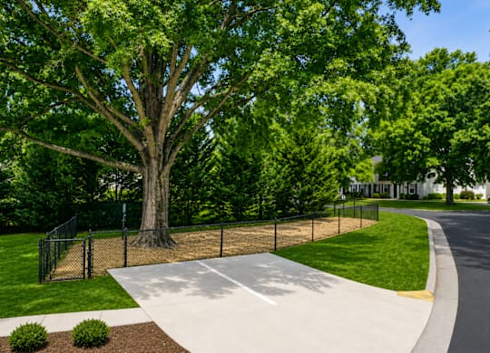 A tree in a park with a fence around it.