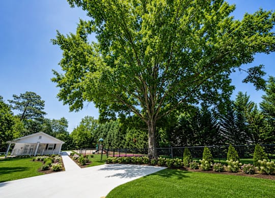 A large tree in the middle of a well-manicured lawn.
