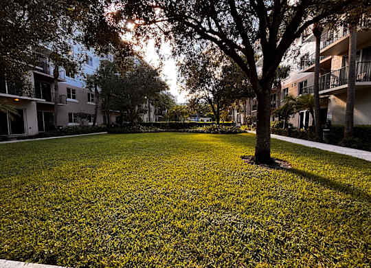 A tree stands in a grassy area in front of apartment buildings.