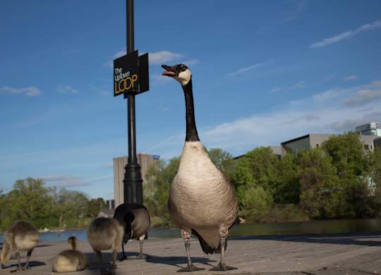 A group of geese are standing by a sign that says