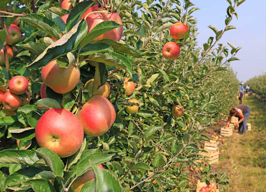 A row of apple trees with ripe apples hanging from them.