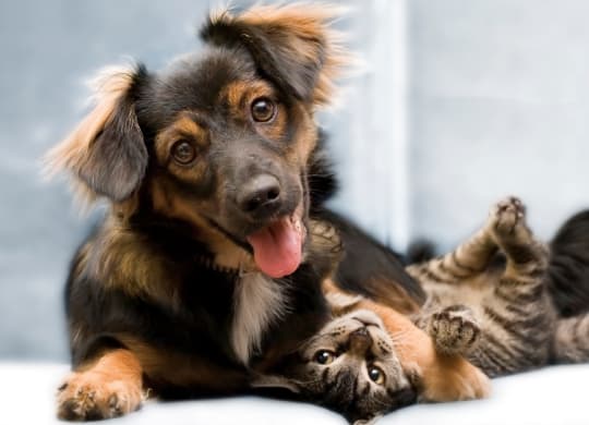 Dog Friendly at Orville Commons, Woodbury, MN