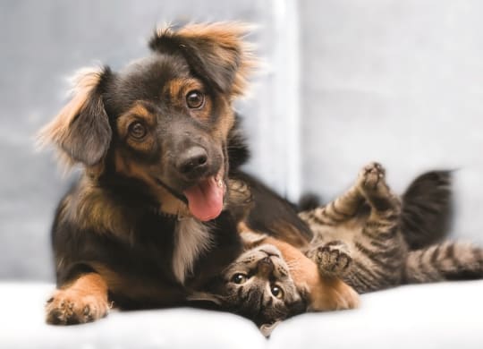 Pet Friendly at Five Mile Creek, Dallas, 75224