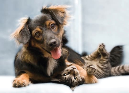 Dominium-Fulton Pointe-Pet-Friendly