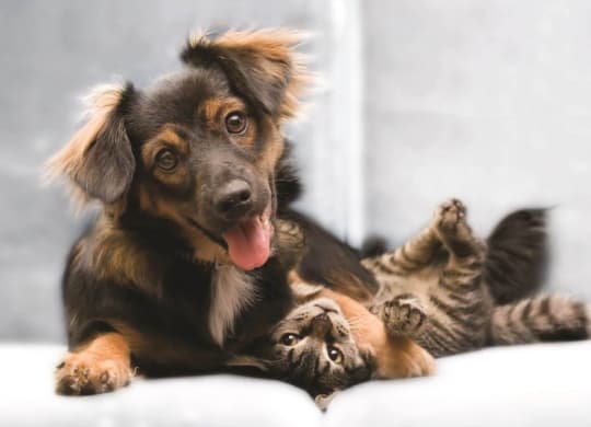 Pet Friendly at Highland Hills, Dallas, 75241