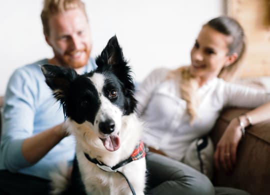 Dominium-Oaks at St John-Pet-Friendly Community