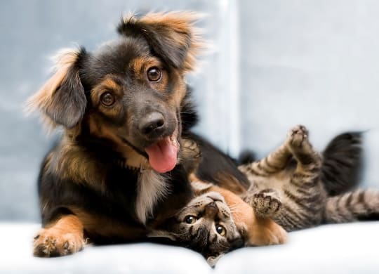 Pet-Friendly Community at Sycamore Ridge, Georgia