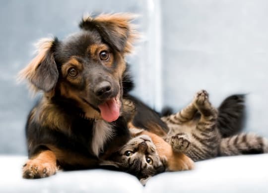 Pet-Friendly at The Flats on Waters Edge, Hermitage, TN