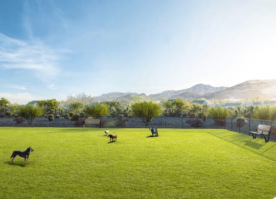 Dog Park at The Safford, Marana, AZ 85743