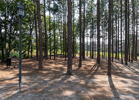A forest of trees with a street light in the foreground.