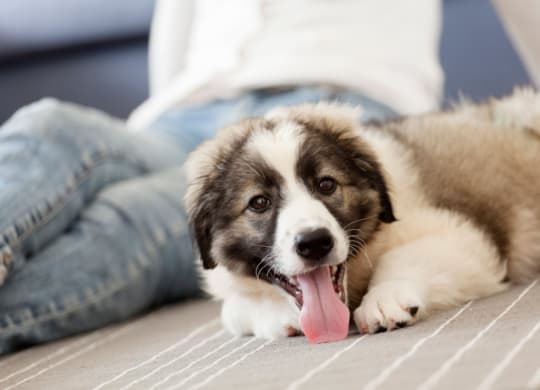Fairgate Dog sitting with owner