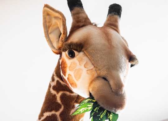 A stuffed giraffe head with a green leaf in its mouth.