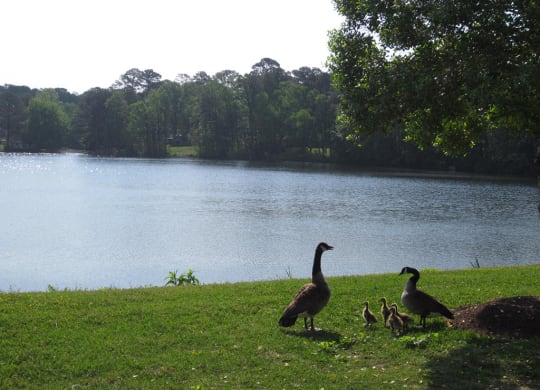 Old Donation Apartments Geese