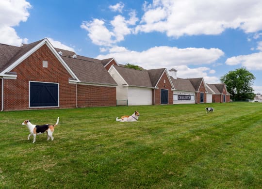 three dogs playing in a field in front of a house at The Charleston, Columbus, 43221