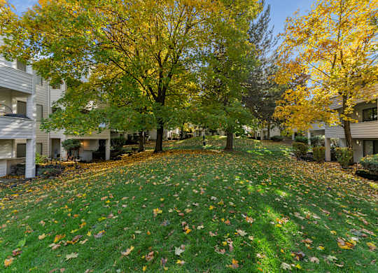Grassy area with fallen leaves at Peaks on Pines, Spokane Valley, WA, 99216
