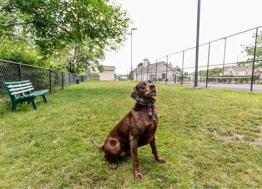A brown dog sits on a grassy field.