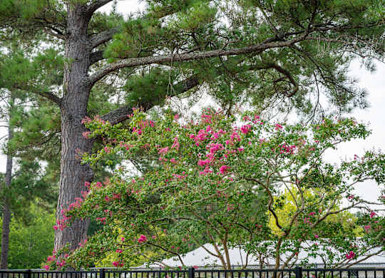 A tree with pink flowers in the foreground and a white house in the background at Woodlocke Apartments, Moncks Corner
