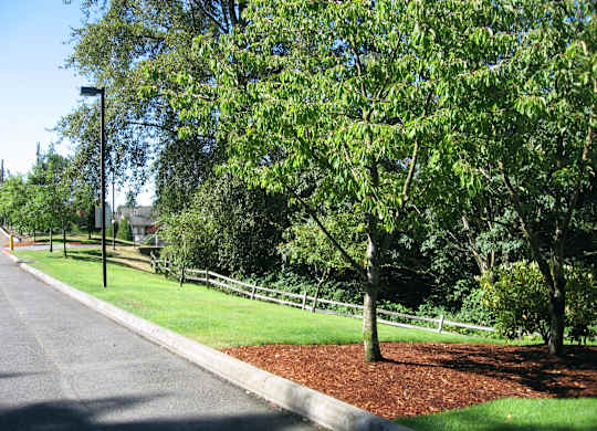 A tree-lined street with a sidewalk and a fence.