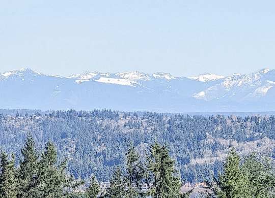 A forest of trees with snow covered mountains in the background.