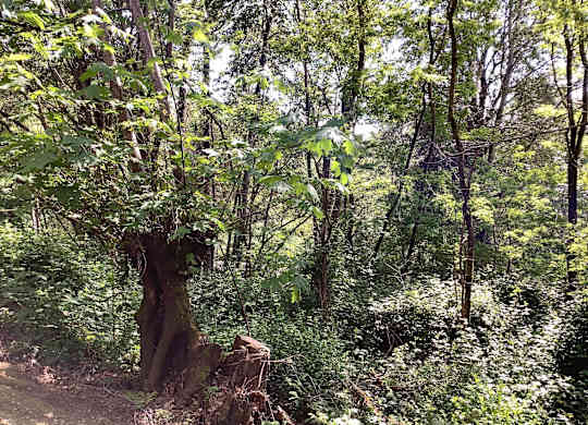 A forest scene with a large tree in the foreground and a clearing in the background.