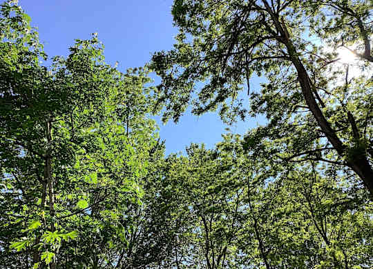 A dense green forest with sunlight filtering through the leaves.
