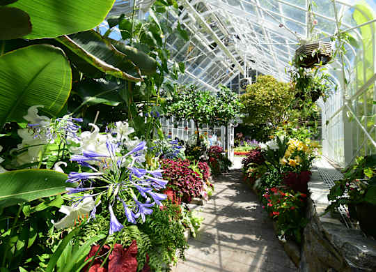 A greenhouse with a variety of plants and flowers.