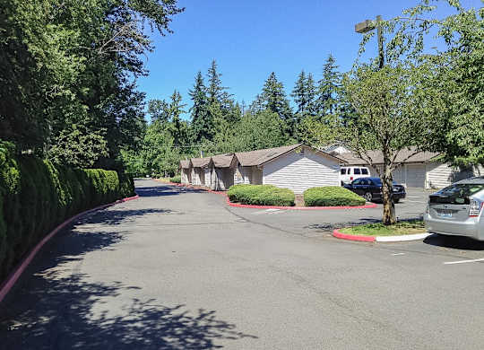 A tree in a residential area.