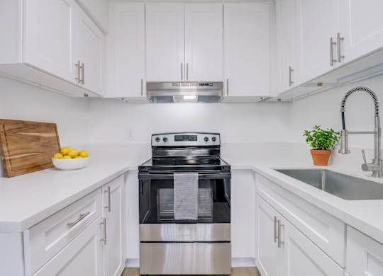 A modern kitchen with a stove and a plant on the counter.