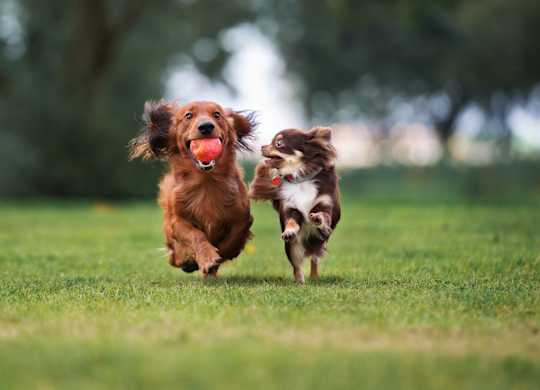 A dog is running with a ball in its mouth.
